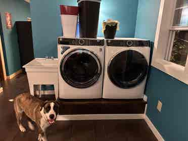 Looking for pet friendly roommate