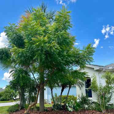 Serene nature home