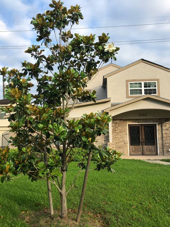 Room for Rent - UofH / Med Center