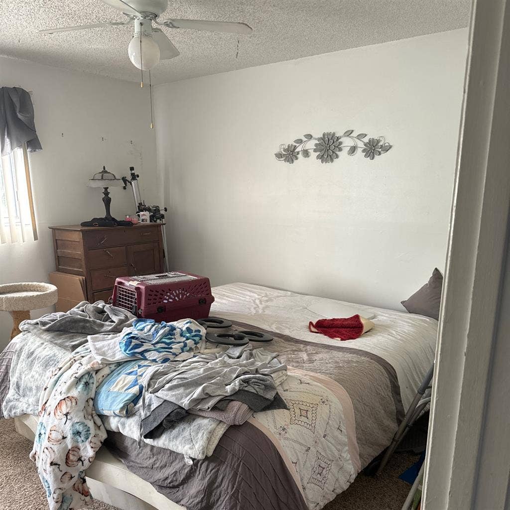 Roommate needed