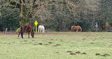 Share my Farmhouse in Olympia