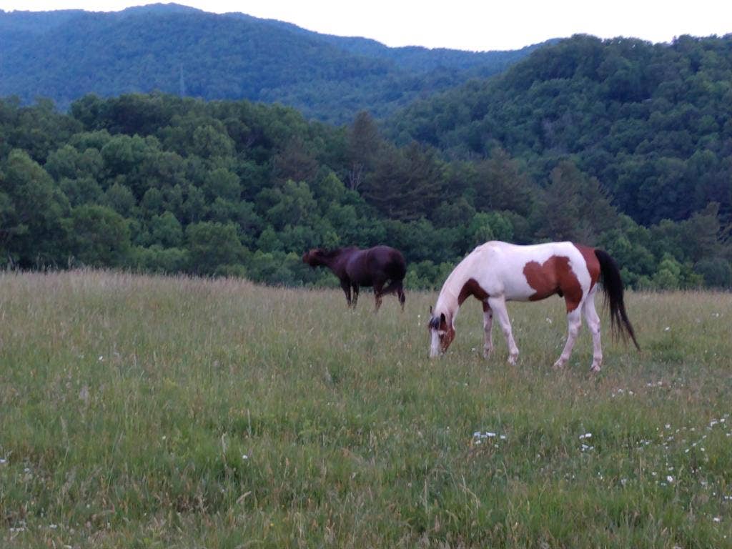 Farm about an hour from Asheville