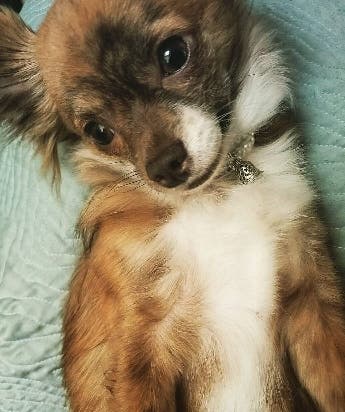 Looking for a female Roommate