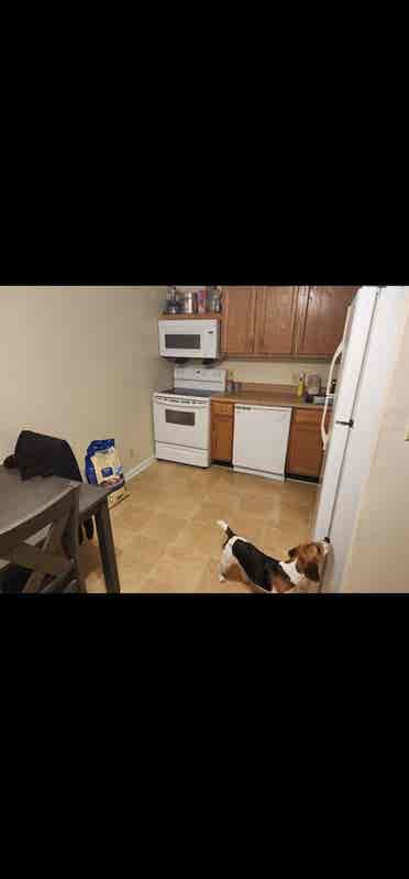 Looking For A Roommate