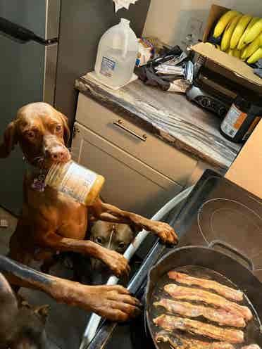 must love dogs. house to share.