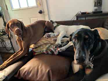 must love dogs. house to share.