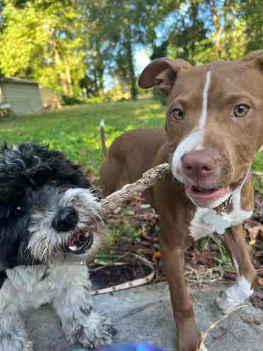 must love dogs. house to share.