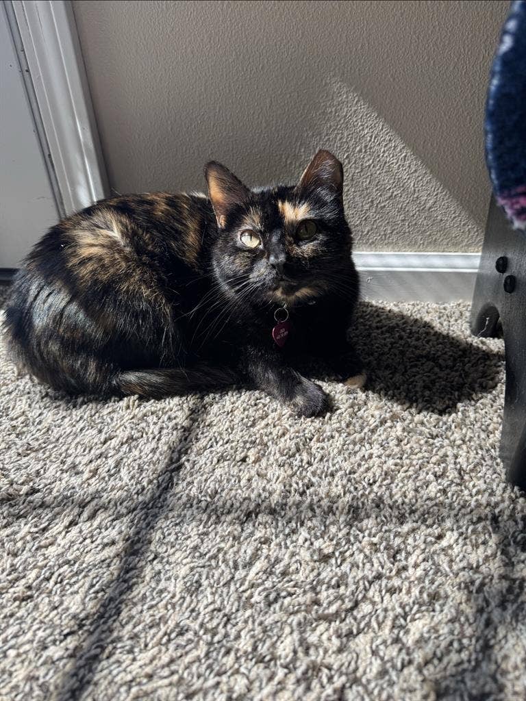 Looking for a female roommate