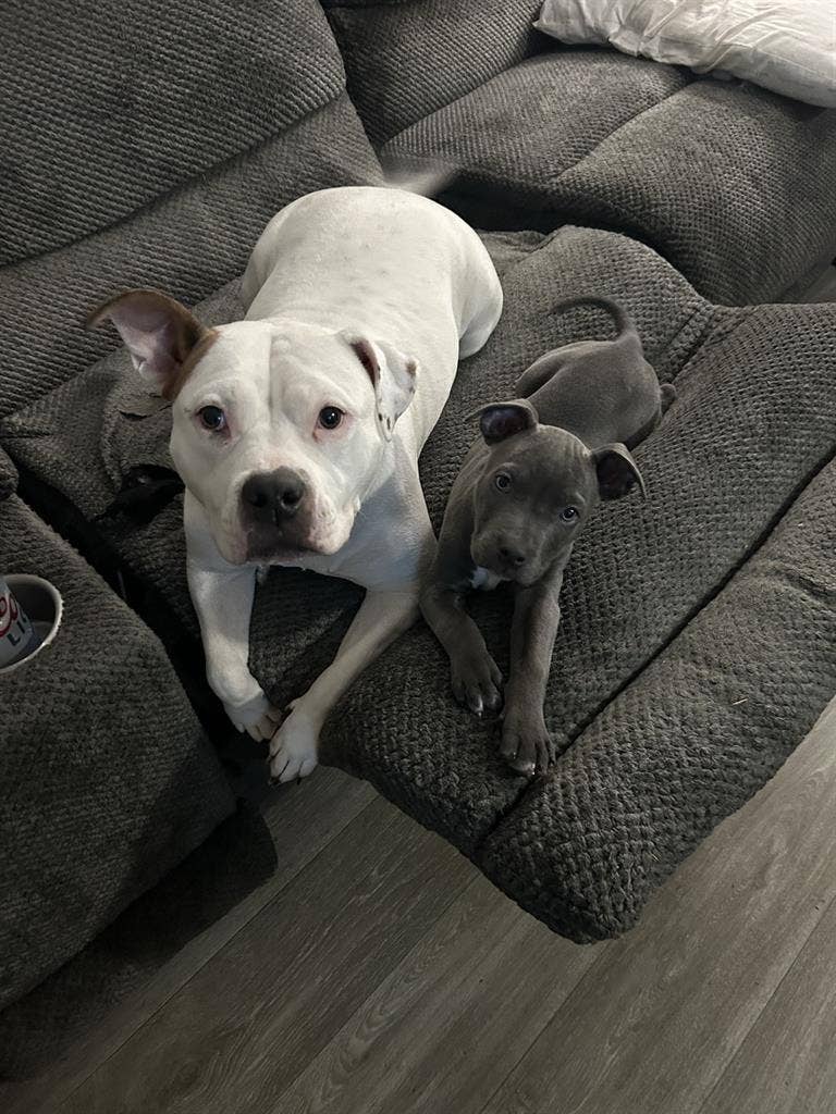 Looking for a Roommate