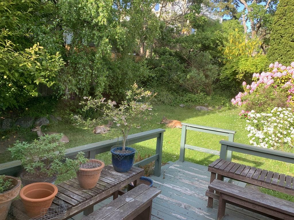 Room for Rent in Peaceful 3BR Home