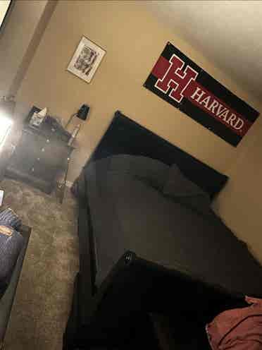 Harvard student needs male roommate