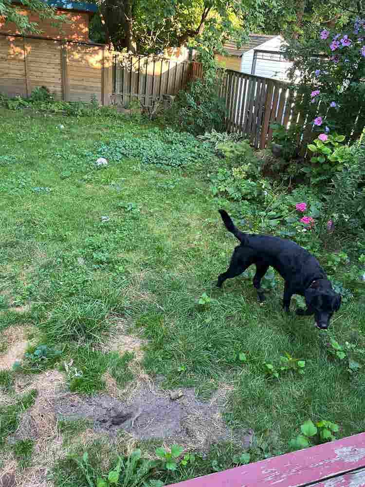 Huge Petfriendly Main wYard/LDY/PRG