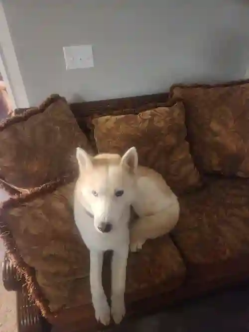 Looking for a roommate in Greenwood