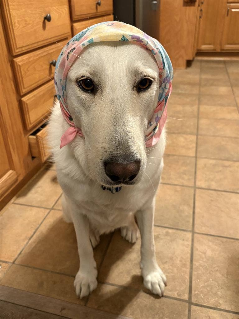 Single Room in Clairemont Home