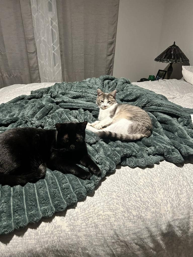 Room in a 3bd townhome for rent.