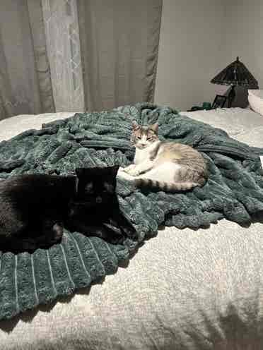 Room in a 3bd townhome for rent.