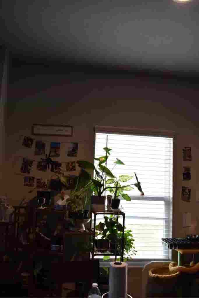 Looking for roommates