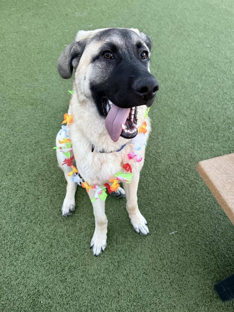 1 room + private attached bath