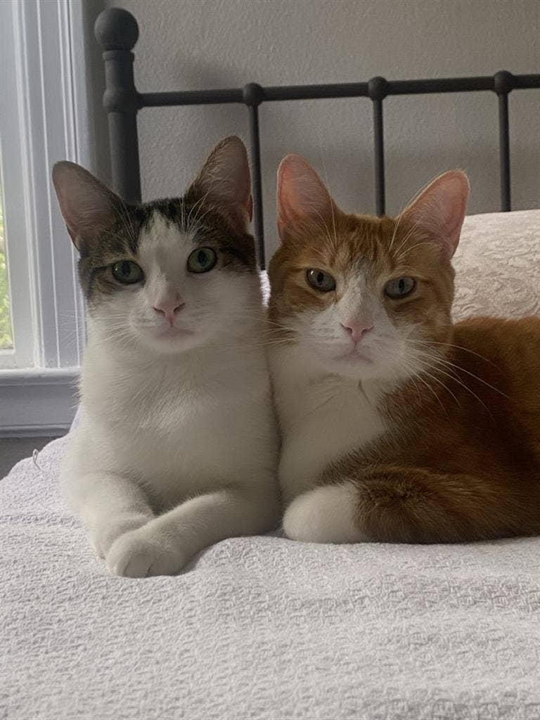 Charming Furnished Room for Rent :)