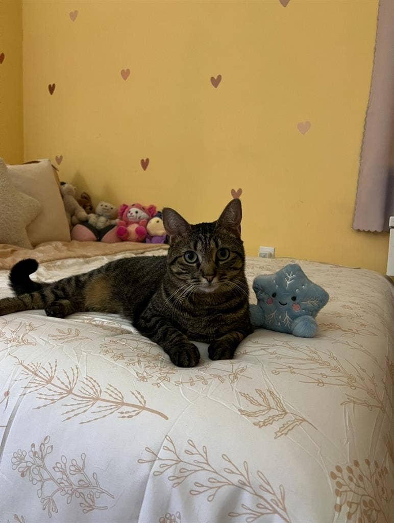 2 private bedrooms - Females only