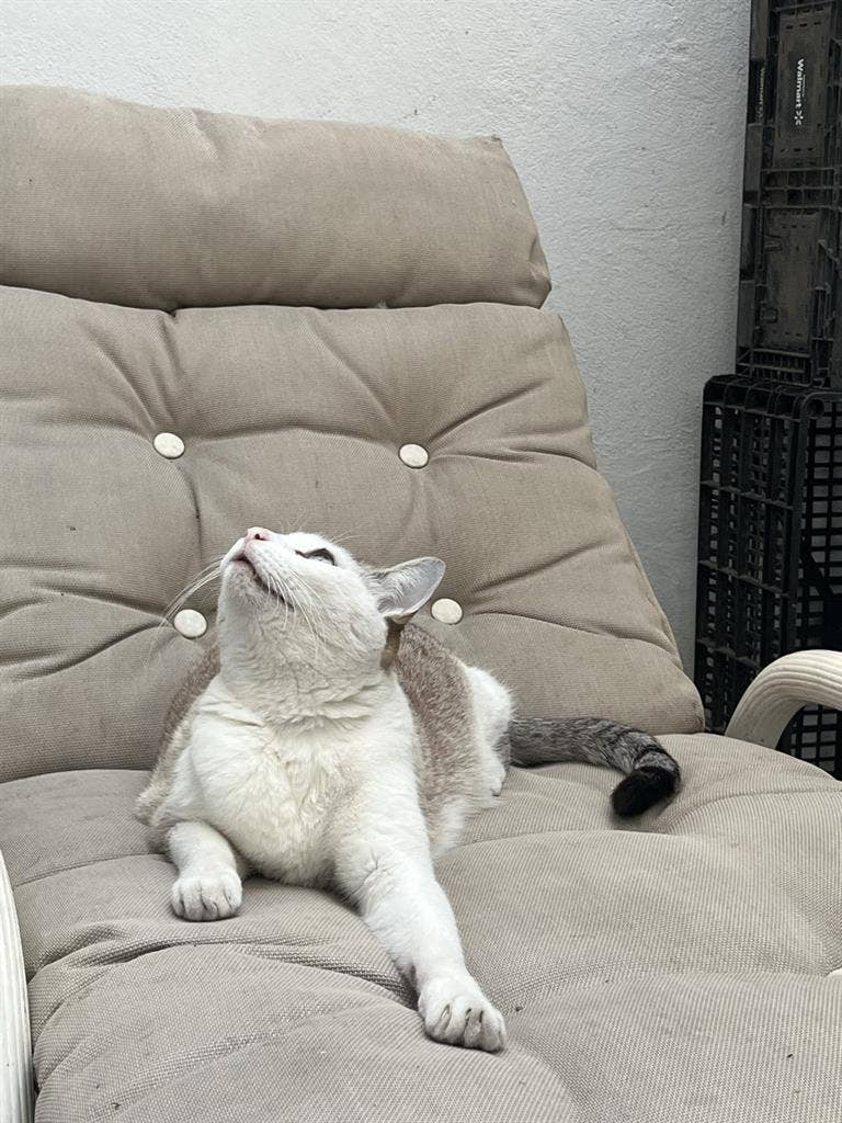 Depa enorme con dos gatos cool
