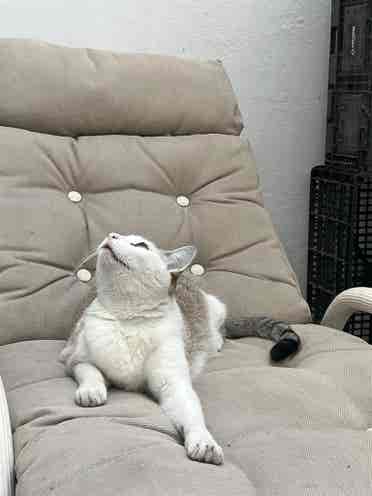Depa enorme con dos gatos cool