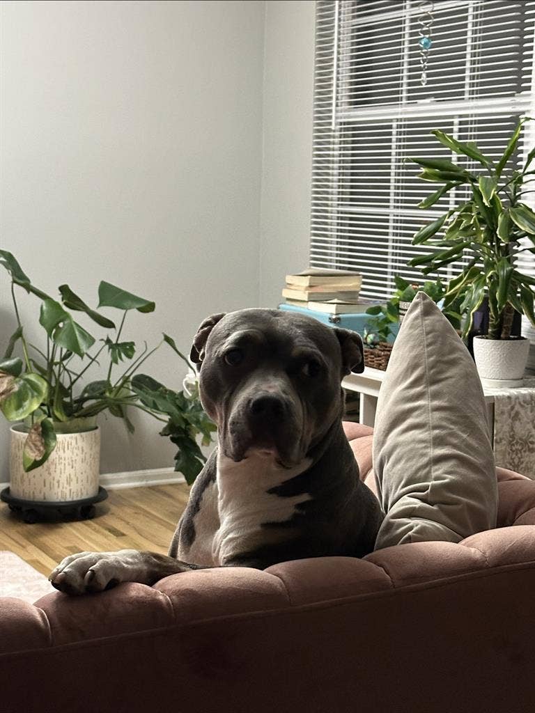 Looking for roommate