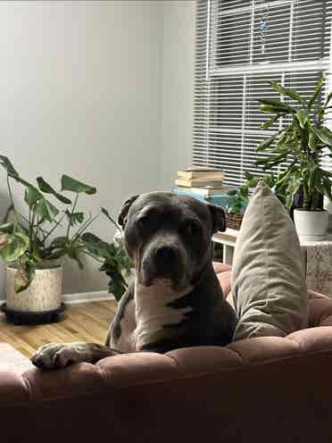Looking for roommate