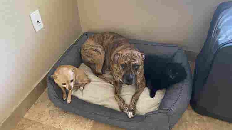 Room For Rent In Anthem