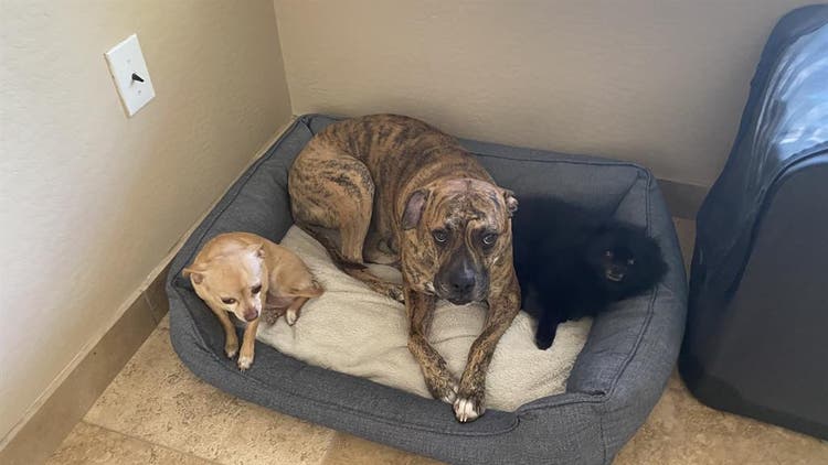 Room For Rent In Anthem