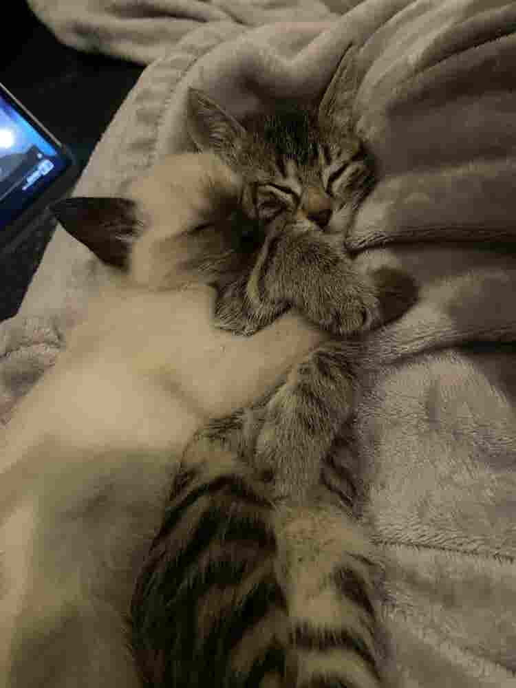 Culture driven roommates wanted