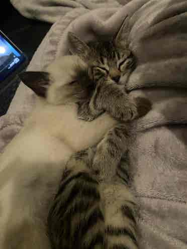 Culture driven roommates wanted
