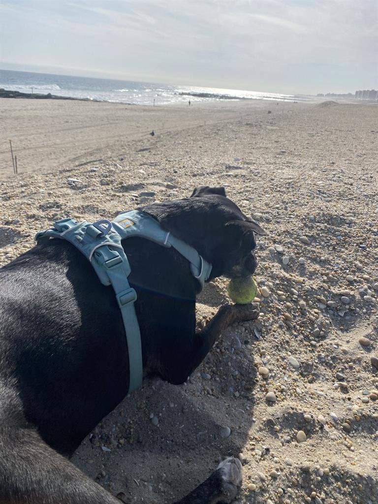 Room in Beautiful Rockaway Beach!