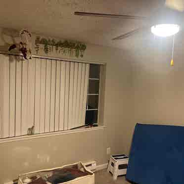 Roommate needed