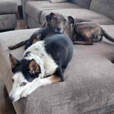Spare bedroom, dog lover is a must