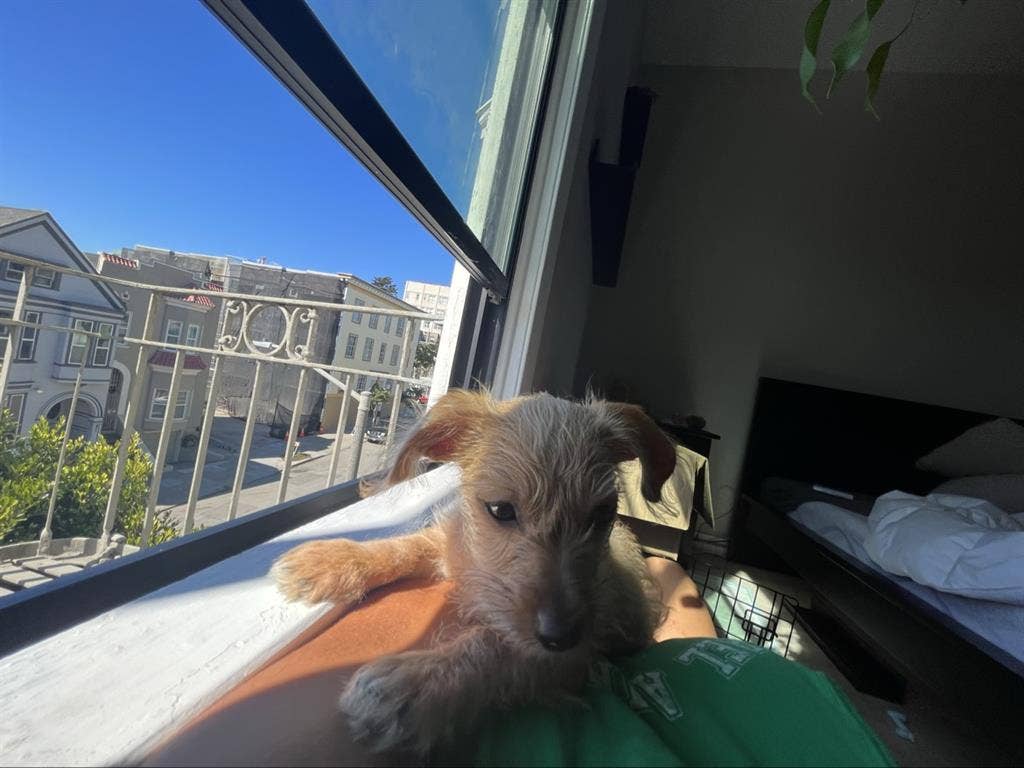 ISO clean roommate dog friendly