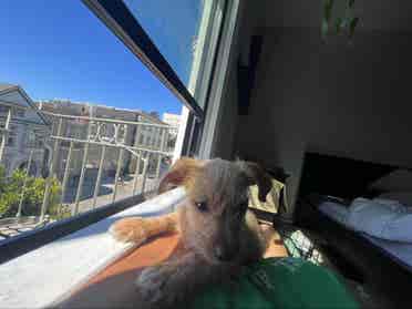 ISO clean roommate dog friendly