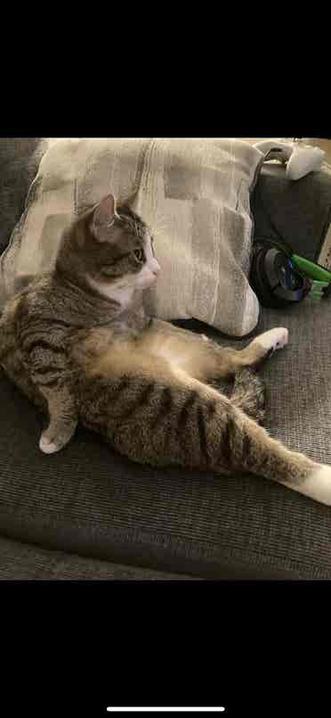 Looking for a roommate