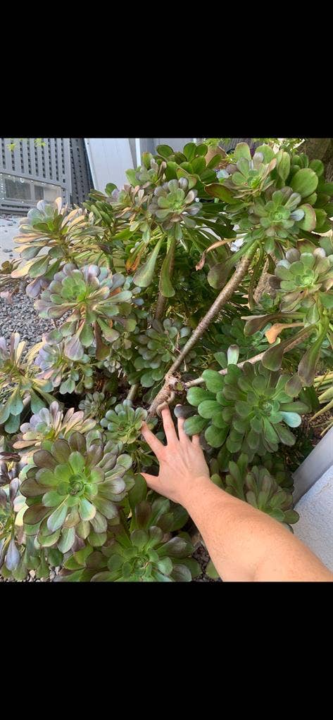 Kindergarten Teacher’s Home - Room