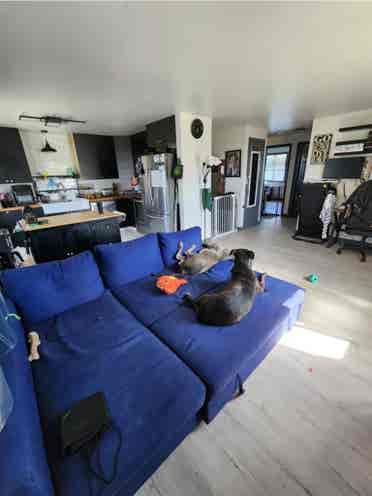 New Roommate Wanted