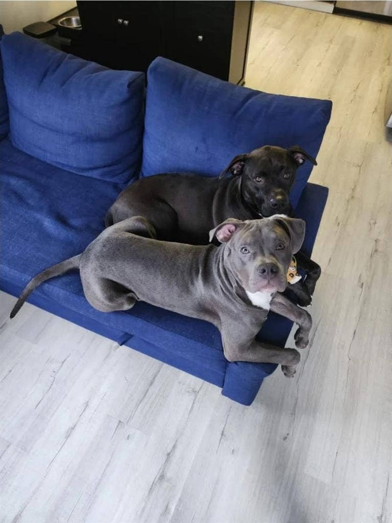 New Roommate Wanted
