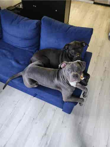 New Roommate Wanted