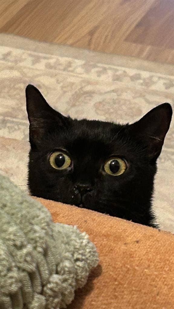 /month in Astoria - w/ cute cat