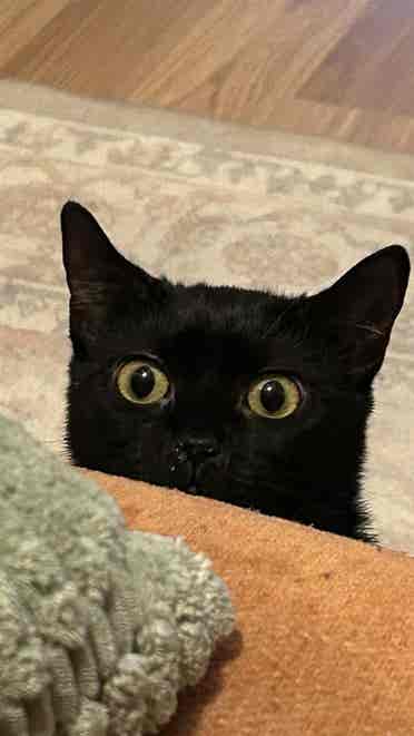 /month in Astoria - w/ cute cat