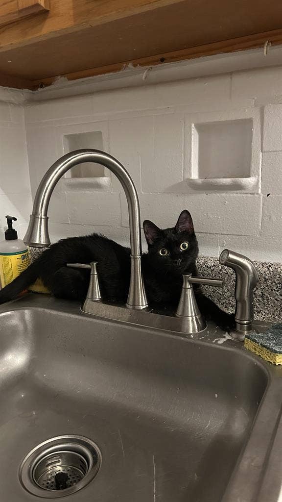 /month in Astoria - w/ cute cat