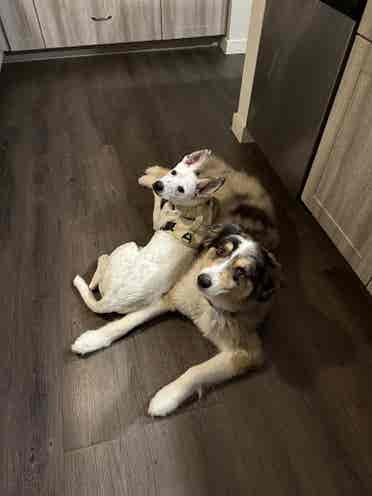Roommate search!