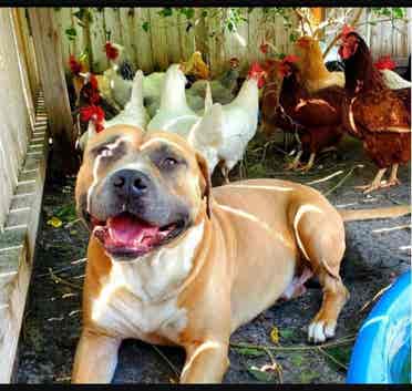 Room for Rent, Port Richey Florida