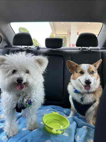 *ISO two dog loving roomies*