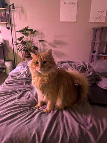 Looking for a female roommate!