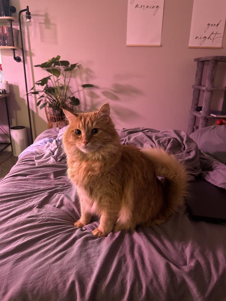 Looking for a female roommate!